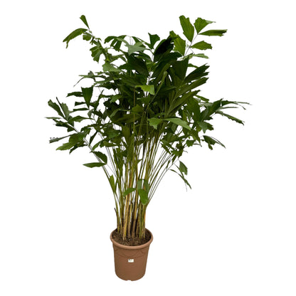 XL kamerplant - Caryota Mitis - Pot Ø 32cm Hoogte ↕ 250cm