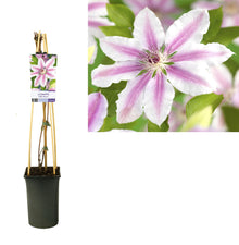 Buitenplant - Clematis 'Nelly Moser' - Bloeiend - Pot Ø 17cm Hoogte ↕ 75cm
