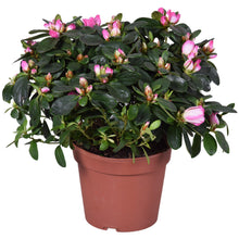 Kamerplant - Azalea 'Hulsten' - Bloeiend - Pot Ø 14cm Hoogte ↕ 30cm