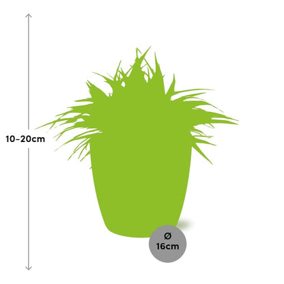 Kamerplant - Chlorophytum Ocean - Pot Ø 16cm Hoogte ↕ 15cm