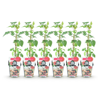 Buitenplant 6x Rubus Tayberry - Winterhard - Pot Ø 9cm Hoogte ↕ 10-25cm