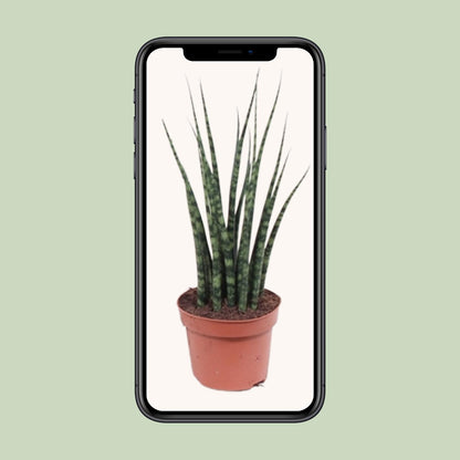 Kamerplant - Sansevieria Fernwood Mikado - Pot Ø 12cm Hoogte ↕ 40cm