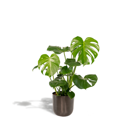 Kamerplant - Monstera Deliciosa - Pot Ø 21cm Hoogte ↕ 80cm