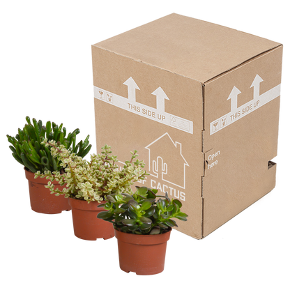 Kamerplant 3x Crassula mix - Hoogte ↕ 10.5cm