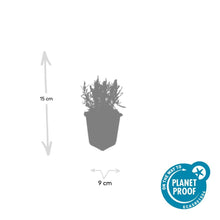 Buitenplant 48x Lavandula ang. 'Munstead' - Bloeiend - Pot Ø 9cm Hoogte ↕ 10-25cm