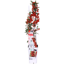 Buitenplant - Pyracantha coccinea Red Star - Pot Ø 23cm Hoogte ↕ 75cm