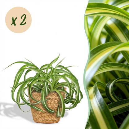 Kamerplant 2x Chlorophytum comosum Bonnie - Krullende Graslelie - Pot Ø 12cm Hoogte ↕ 20cm