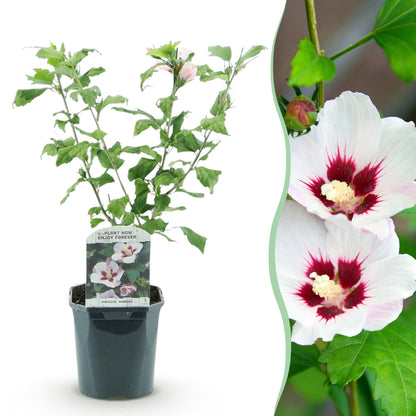 Buitenplant - Hibiscus syriacus 'Hamabo' - Bloeiend - Pot Ø 17cm Hoogte ↕ 45cm