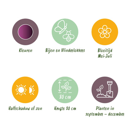 Buitenplant 15x Allium Miami - Bloeiend - Bolmaat 10/11