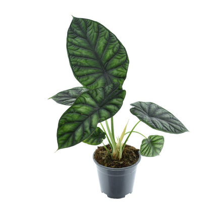 Kamerplant - Alocasia Dragon Scale - Pot Ø 14cm Hoogte ↕ 30cm