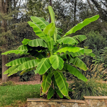 Buitenplant - Musa Basjoo Japanse vezelbanaan - Winterhard - Pot Ø 21cm Hoogte ↕ 70-90cm