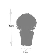Buitenplant 2x Ilex crenata 'Jenny' Bol XL - Pot Ø 25cm