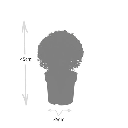 Buitenplant 2x Ilex crenata 'Jenny' Bol XL - Pot Ø 25cm