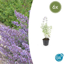 Buitenplant 6x Nepeta 'Walker's Low' - Bloeiend - Pot Ø 9cm Hoogte ↕ 10-25cm