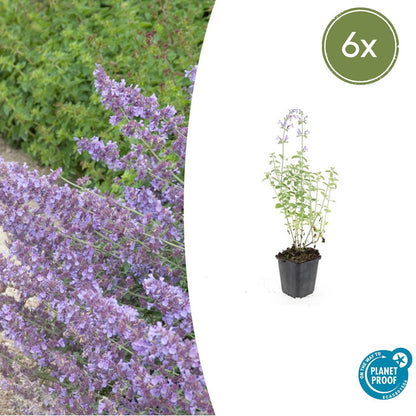 Buitenplant 6x Nepeta 'Walker's Low' - Bloeiend - Pot Ø 9cm Hoogte ↕ 10-25cm