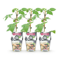 Buitenplant 3x Rubus 'Black Satin' - Zwarte Braam - Winterhard - Pot Ø 9cm