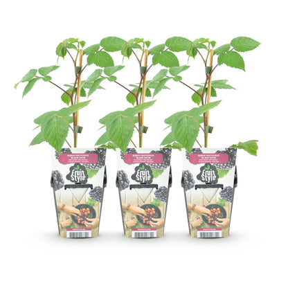 Buitenplant 3x Rubus 'Black Satin' - Zwarte Braam - Winterhard - Pot Ø 9cm