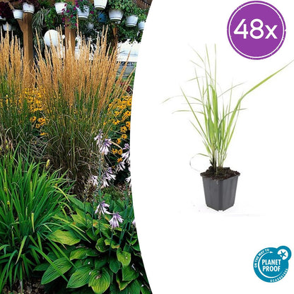 Buitenplant 48x Calamagrostis acut. 'Karl Foerster' - Pot Ø 9cm Hoogte ↕ 10-25cm