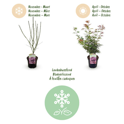 Buitenplant 2x Acer palmatum 'Jerre Swarts' - Japanse Esdoorn - Pot Ø 19cm Hoogte ↕ 70cm