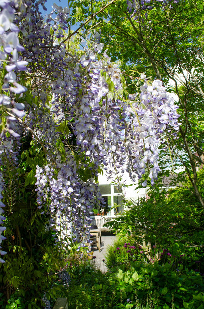 Buitenplant - Wisteria sinensis Caroline - Paarse Regen - Pot Ø 15cm Hoogte ↕ 65cm
