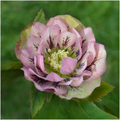 Buitenplant 3x Helleborus Specials - Bloeiend - Pot Ø 14cm Hoogte ↕ 25cm