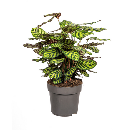 Kamerplant - Calathea Makoyana - Pot Ø 27cm Hoogte ↕ 60-80cm
