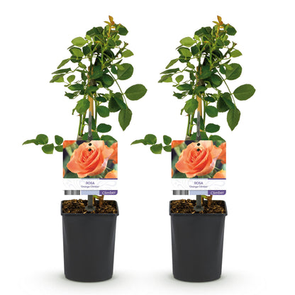 Buitenplant 2x Rosa Orange Climber - Klimroos - Bloeiend - Pot Ø 11cm Hoogte ↕ 40cm