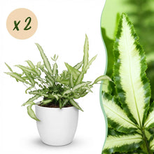 Kamerplant 2x Pteris cretica Albolineata - Lintvaren - Pot Ø 12cm Hoogte ↕ 20cm