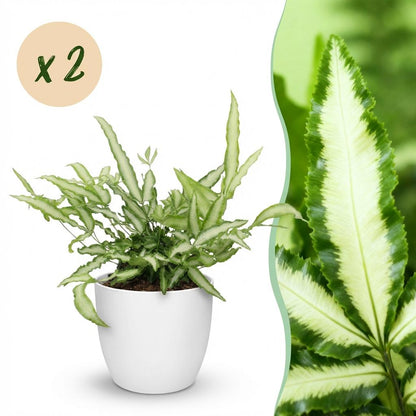 Kamerplant 2x Pteris cretica Albolineata - Lintvaren - Pot Ø 12cm Hoogte ↕ 20cm