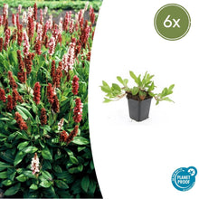 Buitenplant 6x Persicaria aff. 'Darjeeling Red' - Bloeiend - Pot Ø 9cm Hoogte ↕ 10-25cm