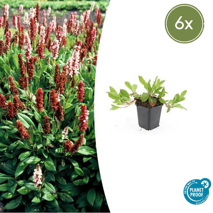 Buitenplant 6x Persicaria aff. 'Darjeeling Red' - Bloeiend - Pot Ø 9cm Hoogte ↕ 10-25cm