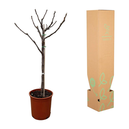 Buitenplant - Ficus Carica op stam - Pot Ø 20cm Hoogte ↕ 100cm