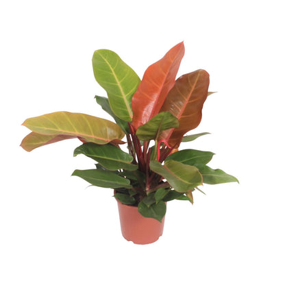 Kamerplant - Philodendron Prince of Orange - Pot Ø 17cm Hoogte ↕ 45cm