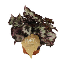 Kamerplant - Begonia Rex Silver Limbo - Pot Ø 12cm Hoogte ↕ 25cm
