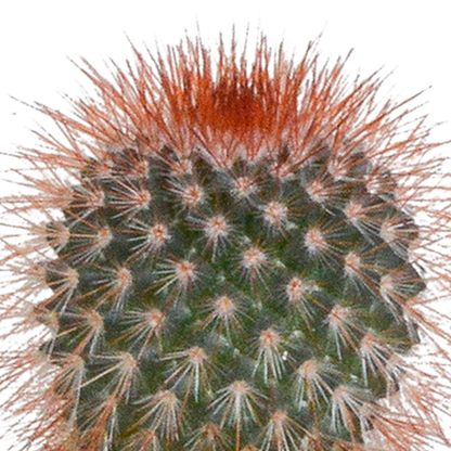 Kamerplant 5x Cactus mix - in witte pot - Pot Ø 5.5cm