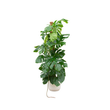 XL kamerplant - Monstera Pertusum - Pot Ø 30cm Hoogte ↕ 150cm