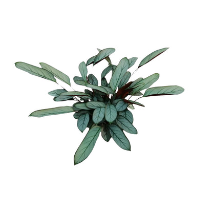 Kamerplant - Ctenanthe Oppenheimiana - Pot Ø 17cm Hoogte ↕ 70cm