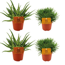 Kamerplant 4x Aloe Spider & Senecio Himalaya - Combi set - Pot Ø 10.5cm Hoogte ↕ 10cm