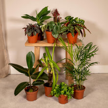 Buitenplant 10x Buitenbeentjesbox - Pot Ø 12cm