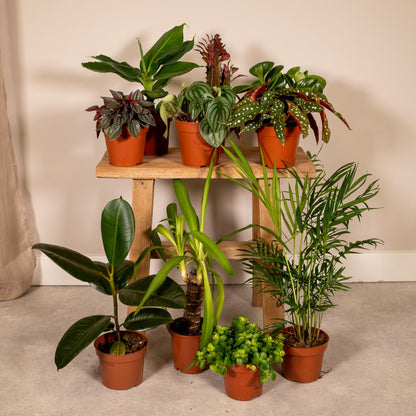 Buitenplant 10x Buitenbeentjesbox - Pot Ø 12cm