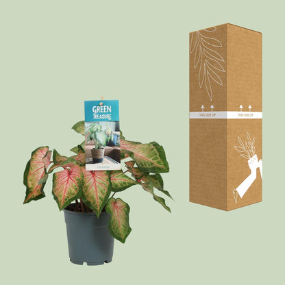 Kamerplant - Caladium Roze - Pot Ø 12cm Hoogte ↕ 25cm