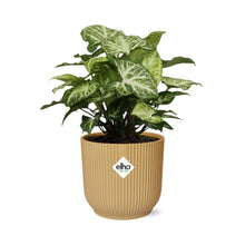 Kamerplant - Syngonium Arrow - Pot Ø 14cm Hoogte ↕ 25cm