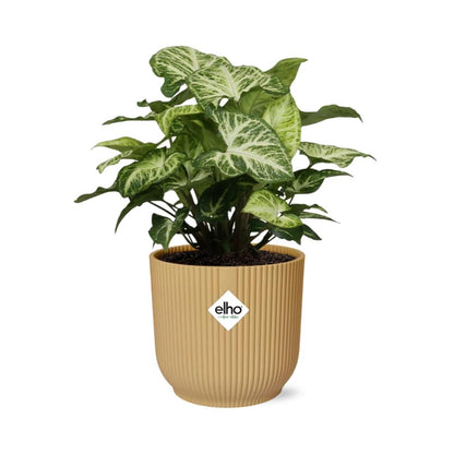 Kamerplant - Syngonium Arrow - Pot Ø 14cm Hoogte ↕ 25cm
