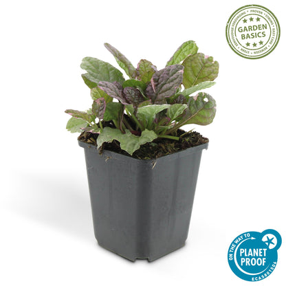 Buitenplant 48x Ajuga reptans 'Burgundy Glow' - Vaste plant - Pot Ø 9cm Hoogte ↕ 10-25cm