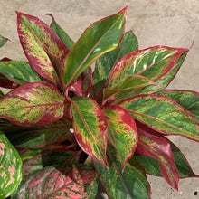 Kamerplant - Aglaonema Crete - Pot Ø 14cm Hoogte ↕ 30cm