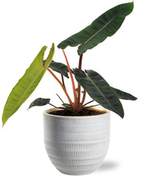 Kamerplant - Philodendron Billietiae - Pot Ø 12cm Hoogte ↕ 25cm