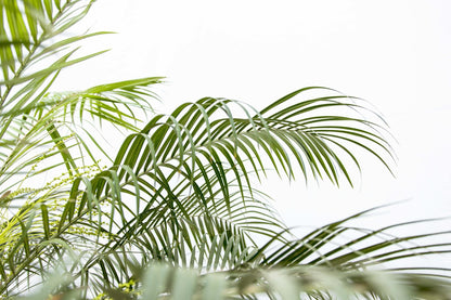 XL kamerplant - Phoenix Roebelenii op stam - Hoogte ↕ 210cm
