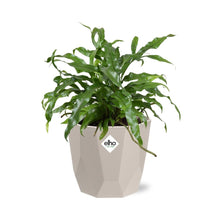 Kamerplant - Microsorum Diversifolium - Pot Ø 14cm