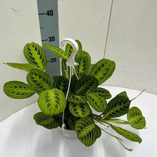 Kamerplant - Maranta Leuconeura 'Fascinator' Lemon Lime - Hangpot - Pot Ø 15cm Hoogte ↕ 40cm