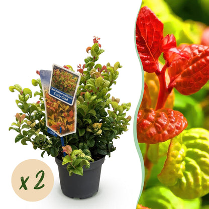 Buitenplant 2x Leucothoe 'Curly Gold' - Groenblijvend - Pot Ø 17cm Hoogte ↕ 40cm